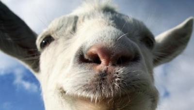 Goat Simulator